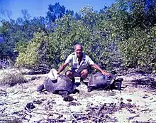 Image 73Aldabra giant tortoise from the islands of the Aldabra Atoll in the Seychelles (from Indian Ocean)