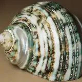 160×160 thumbnail reference