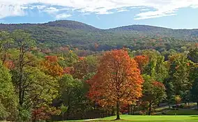 Black Rock Forest