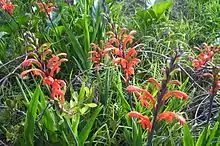 Flowering geophytes are common in Cape Strandveld.