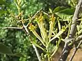 Dendrophthoe falcata (pale / 'white' variety) exhibiting its characteristic cauliflory.