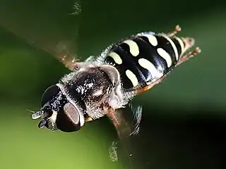 Large-tailed aphideater