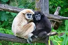 Black gibbon and brown gibbon