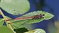 Image 83Large red damselfly in Swinley Forest, Berkshire (from Portal:Berkshire/Selected pictures)