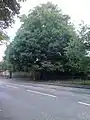 Ulmus × hollandica 'Dauvessei', Claremont Park, Leith Links, 2016
