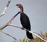 Pygmy cormorant, Microcarbo pygmeus (A)