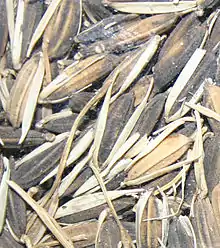 African rice in its inedible husk