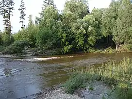 Taiga of Far East near Imeni Poliny Osipenko village